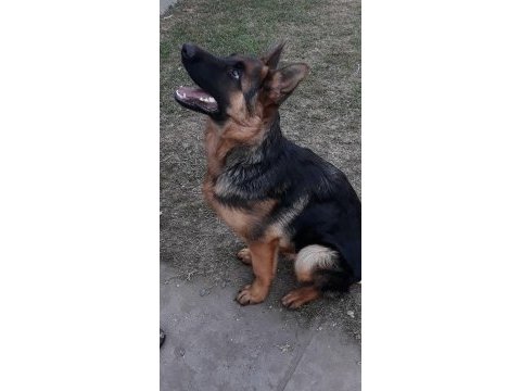 Sahibinden satılık has alman kurdu