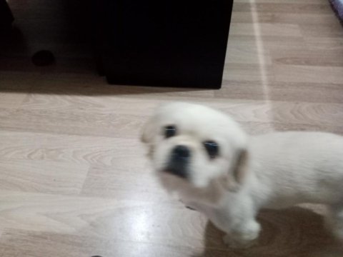 Çok tatlı pekinez