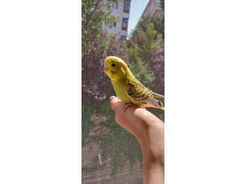 Öğretmenden evde beslenen temiz bakımlı muhabbet kuşları