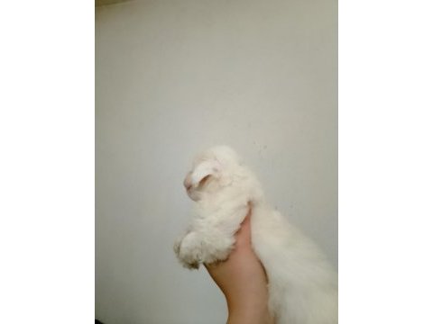 Kore kan maltese terrier