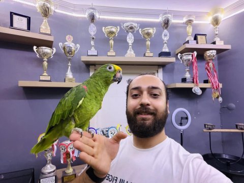 Kahkaha atan full evcil amazon papağanı