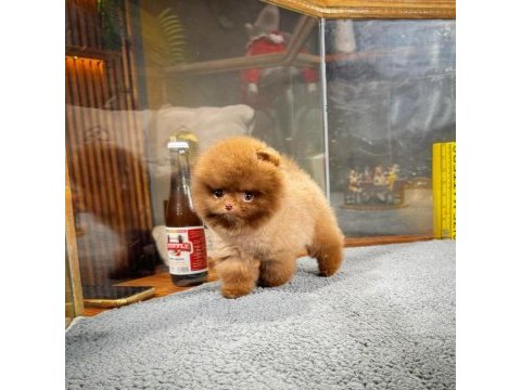 Irk ve sağlık garantili pomeranian yavrular