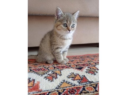 Yeni yavrumuz evine gitmeye hazır british shorthair