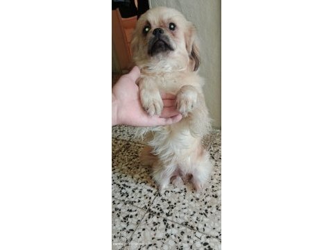 Erkek pekinez 7 aylık