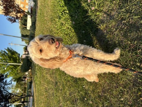 4 yaş ücretsiz cockapoo erkek