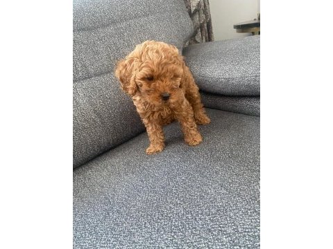 2 ay 15 günlük erkek toy poodle