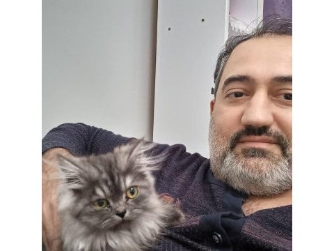 British longhair bebekler