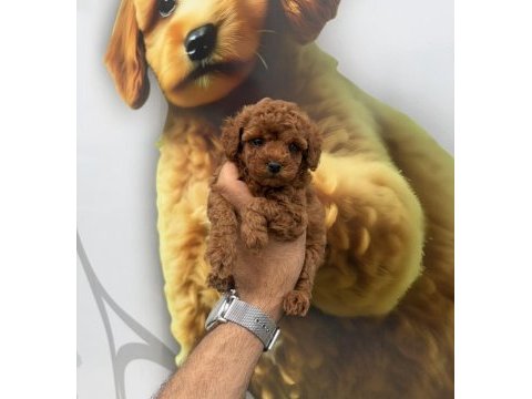 Toy poodle yavrularımız