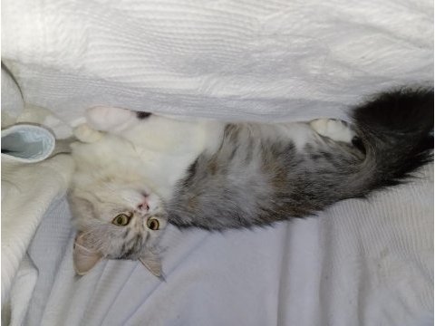 British longhair (hamile bir dişi)