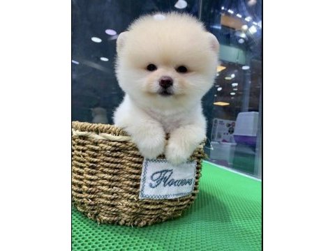 Irk ve sağlık garantili pomeranian yavrular
