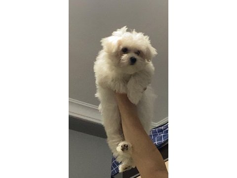 Orijinal maltese
