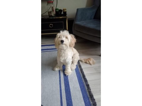 9 aylık maltipoo