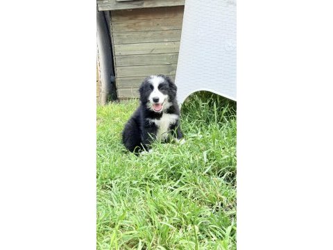 Siyah beyaz border collie yavrular