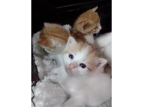 6 tane yavru kedimiz 4 haftalık