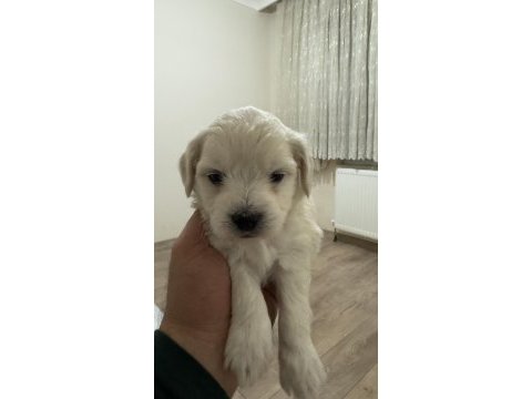 Orijinal ırk maltese terrier