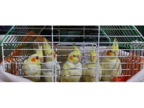 Balıkesir sultan papağanı 4 aylık