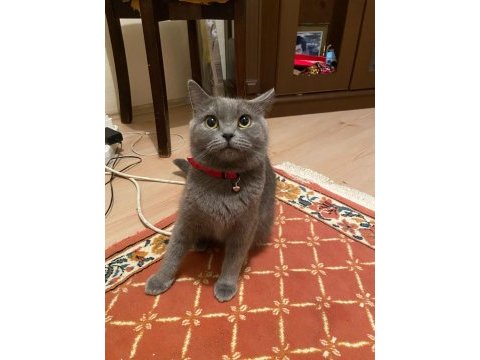 Çok uslu british shorthair
