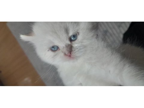British shorthair beyaz yavru