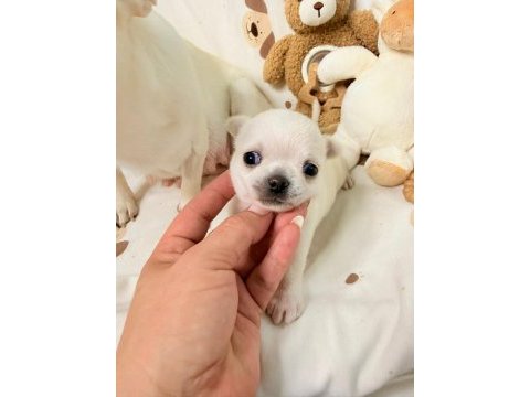 Chihuahua yavruları