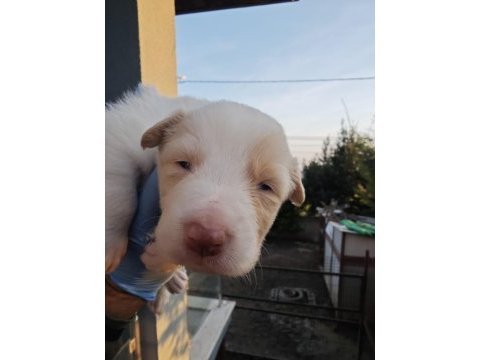 Sağlıklı safkan border collie yavrular