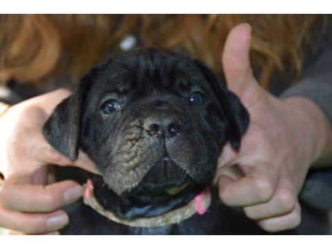 Corsotürkden şecereli garantili şampiyon yavru köpekler