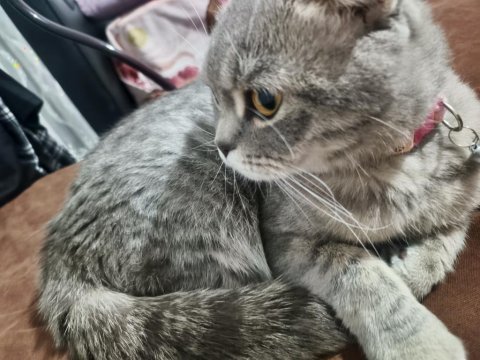 Scottish fold ismi pamuk