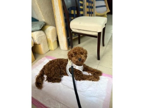 Kucak aşığı sevecen toy poodle