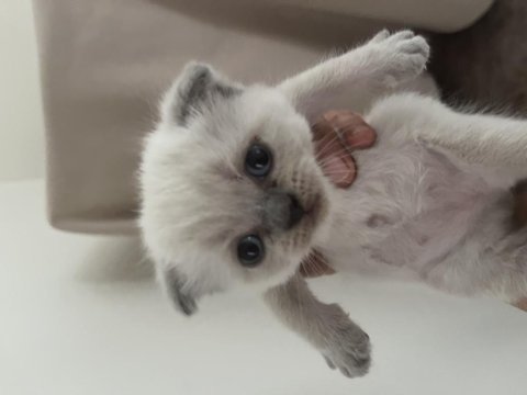 Scottish fold kedimizi sahiplendirme