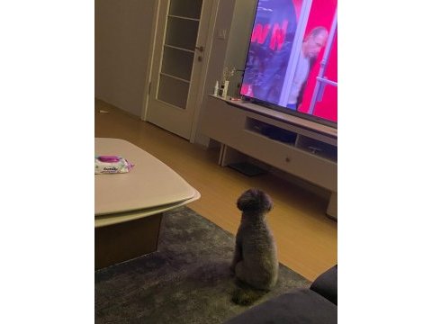 Dişi silver toy poodle