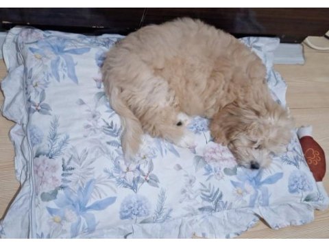 4 aylık maltipoo