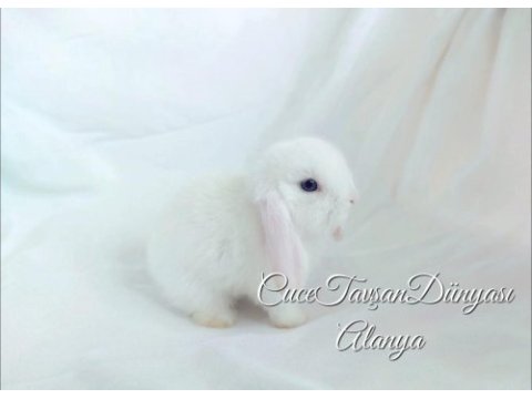 Cüce lop / miniatur lop cüce tavşan çiftliği alanya