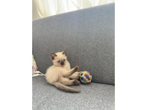 Nadir güzellikte siyam kedisi yavrusu