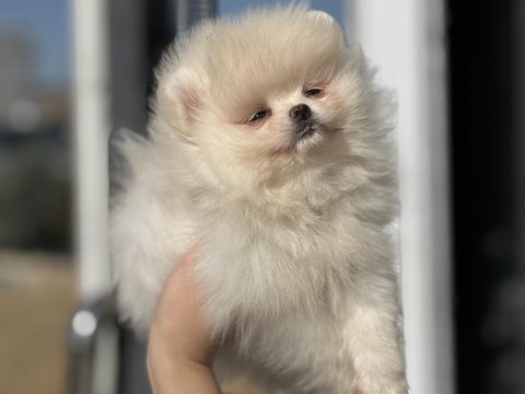Show kalite teddy face pomeranian lar petmode den