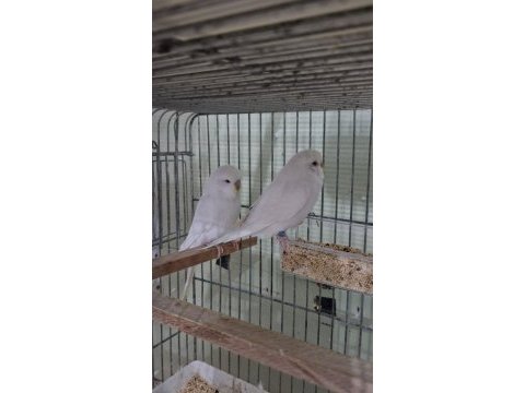 Lutino ve beyaz takım muhabbet kuşu