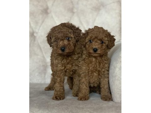 Red brown kore kani poodle yavrular