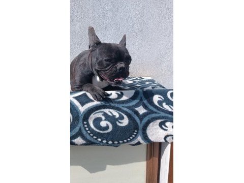 Blue taşıyıcı micro dişi french bulldog