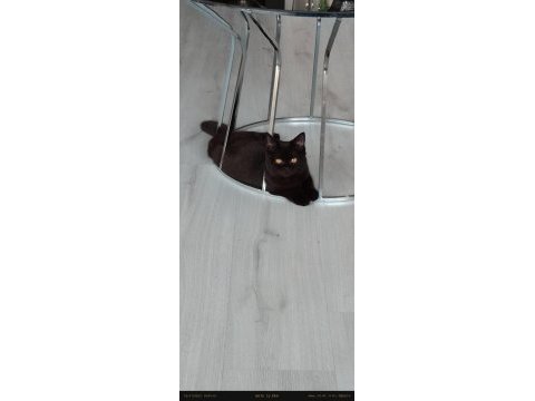 British shorthair ücretsiz dişi kedimiz
