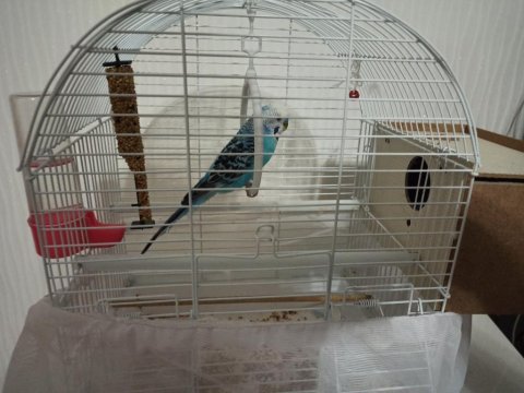 Muhabbet kuşu 1 çift