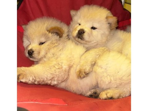 Irkının tüm özellikleri orjinal chowchow