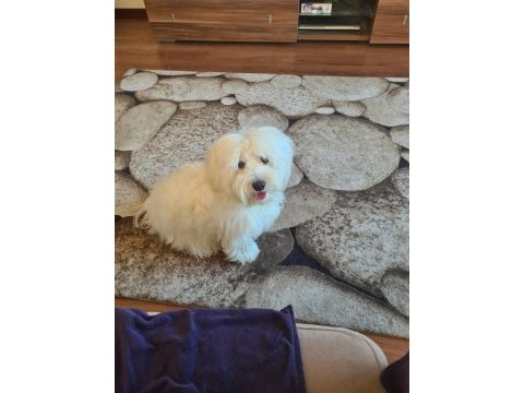 Çok tatlı maltipoo