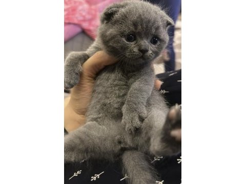 Yakışıklı bebekler sahiplenilmeyi bekliyor