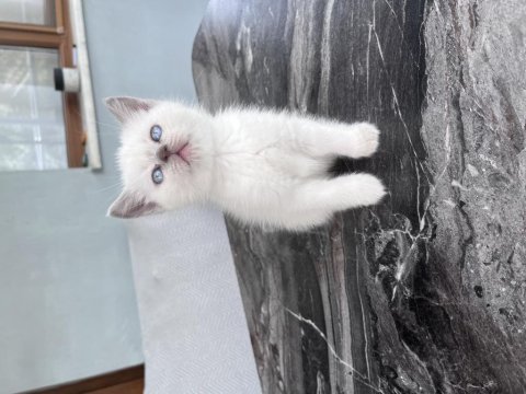 British shorthair kediler
