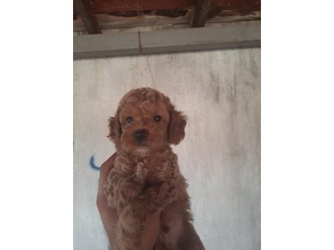 Sevimli poodle yavruları