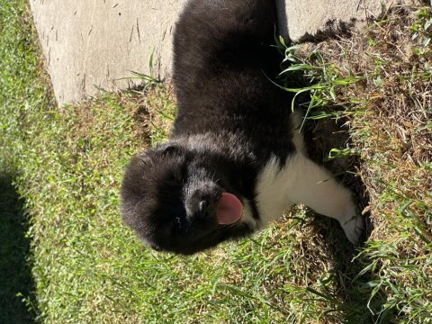 Amerikan akita yavrular