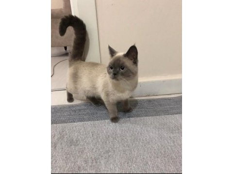 Çiftleşme ilanı british shorthair