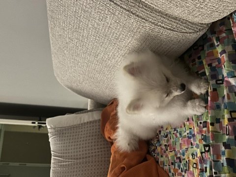 Pomeranian boo köpeği
