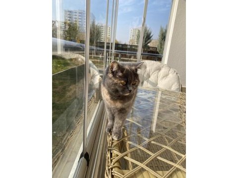 British dişi kedi