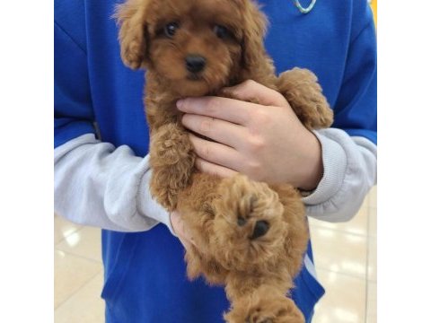 Toy poodle yavruları