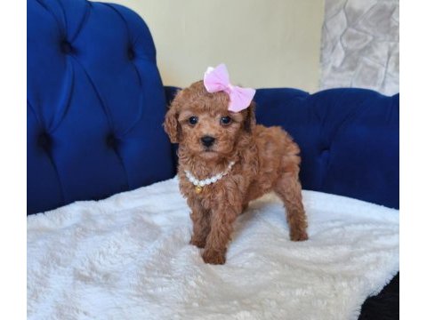 Red toy poodle kızımız