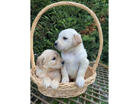 Son 2 golden retriever bebekler tuvalet eğitimli